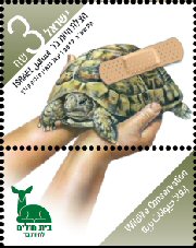 Stamp:Mediterranean Spur-thighed Tortoise (Wildlife Conservation), designer:Igal Gabai & Tuvia Kurtz 12/2012