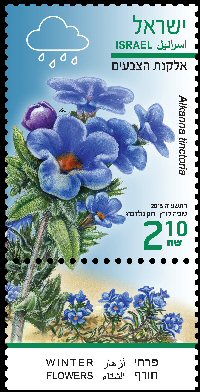 Stamp:Dyer`s Alkanet (Winter Flowers), designer:Tuvia Kurtz, Ronen Goldberg 02/2015