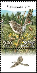 Stamp:Graceful Prinia (Birds of Israel), designer:Tuvia Kurtz, Ronen Goldberg 01/2010