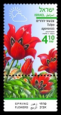 Tulipa agenensis Stamp Sheet