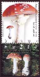 Stamp:AMANITA MUSCARIA (MUSHROOMS), designer:AD VANOOIJEN 02/2002
