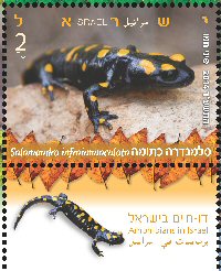 Stamp:Near Eastern Fire Salamander (Amphibians in Israel), designer:Pini Hamo 06/2014