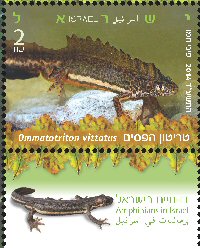 Stamp:Southern Banded Newt (Amphibians in Israel), designer:Pini Hamo 06/2014